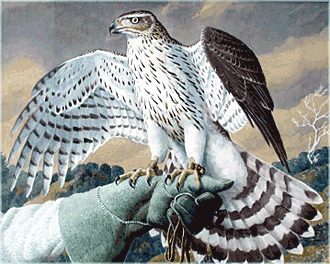 Can Mlwyddiant Charles Tunnicliffe / The Charles Tunnicliffe Centenary